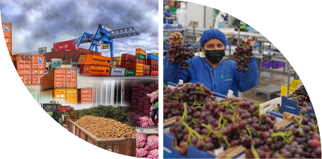 Griffon Agri ERP Platform for Domestic traders and Exporters